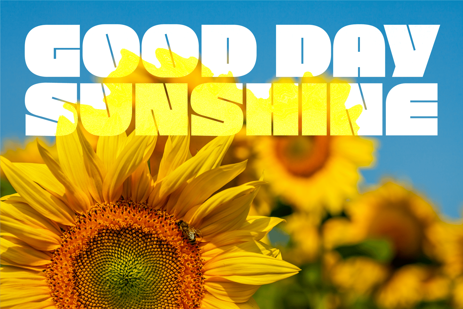 yourbold-bold-font-06